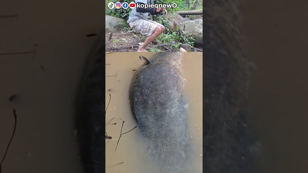 ikan lele paling besar #mancing #spotrawarawa #fishing #mancingceria #ikan #mancingmantap