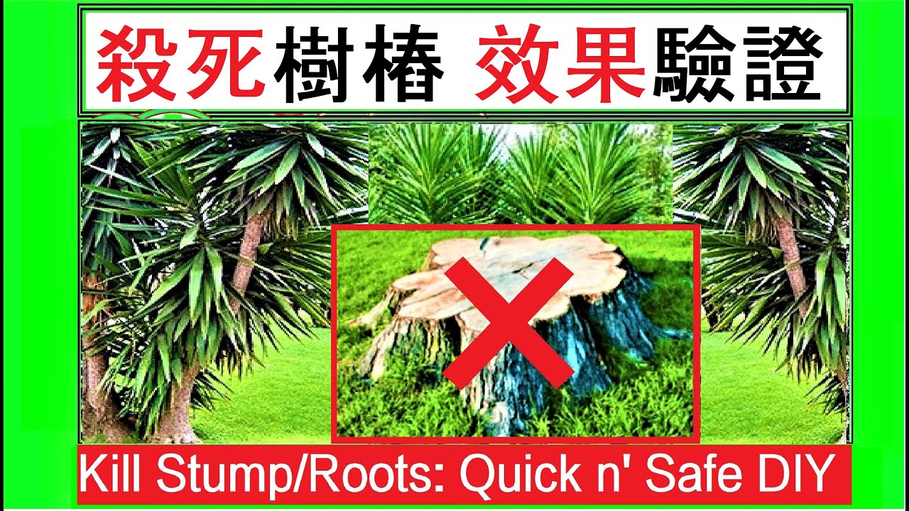 杀死树桩树根? 效果验证|快速简单安全|无化学药物【种植-9】