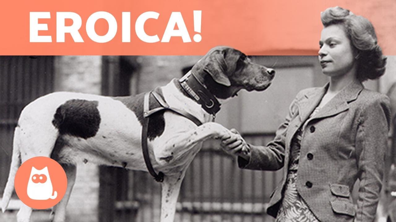 La CAGNOLINA che fu PRIGIONIERA di GUERRA 🐶⚔️ (Judy)