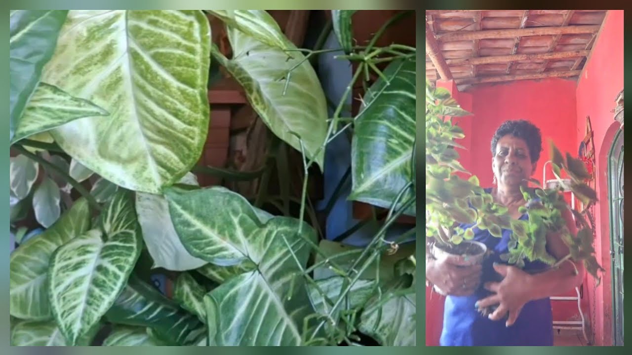 Minhas plantas, minha terapia. Fiz replantes.