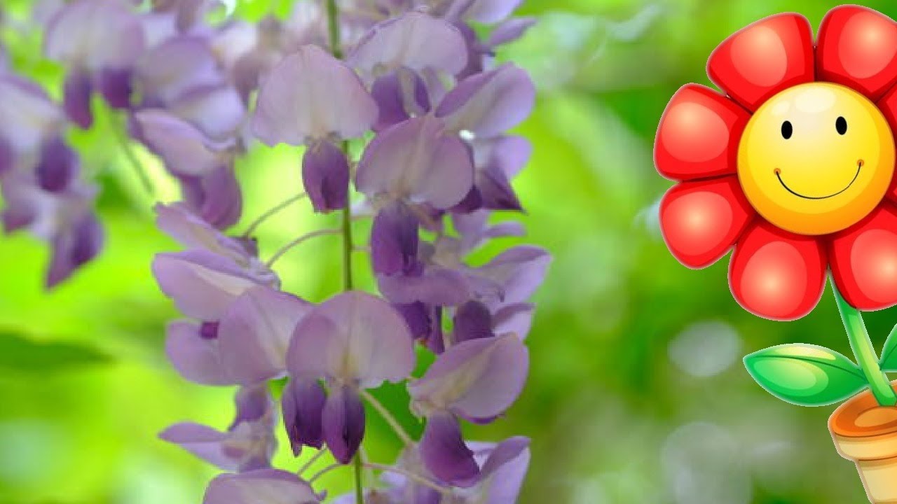 Wisteria Floribunda Glicina, Jacarand&aacute; del Jap&oacute;n, Wisteria japonesesa, Glicina japonesa  2024