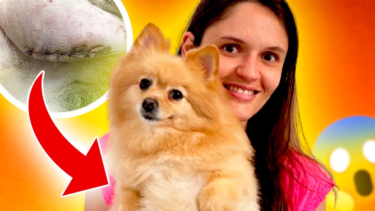 LUXAÇÃO de PATELA em Cães CIRURGIA X FISIOTERAPIA (Qual é melhor?)