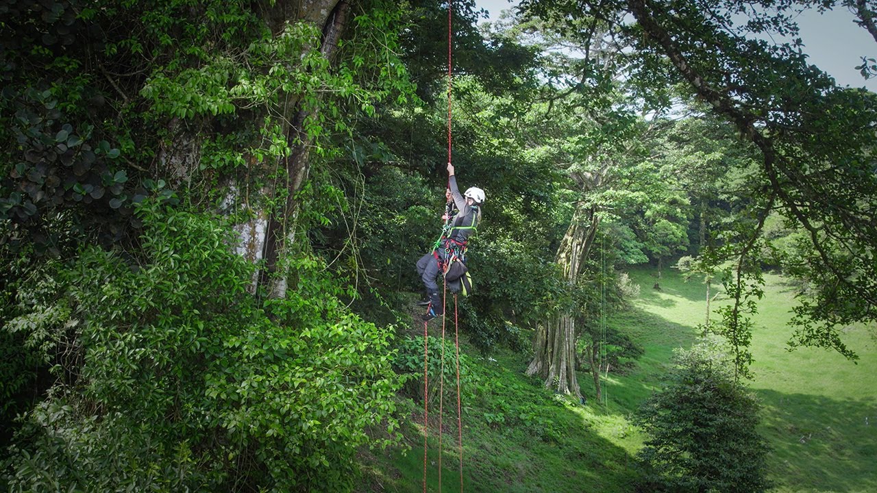The perilous plight of rainforest epiphytes