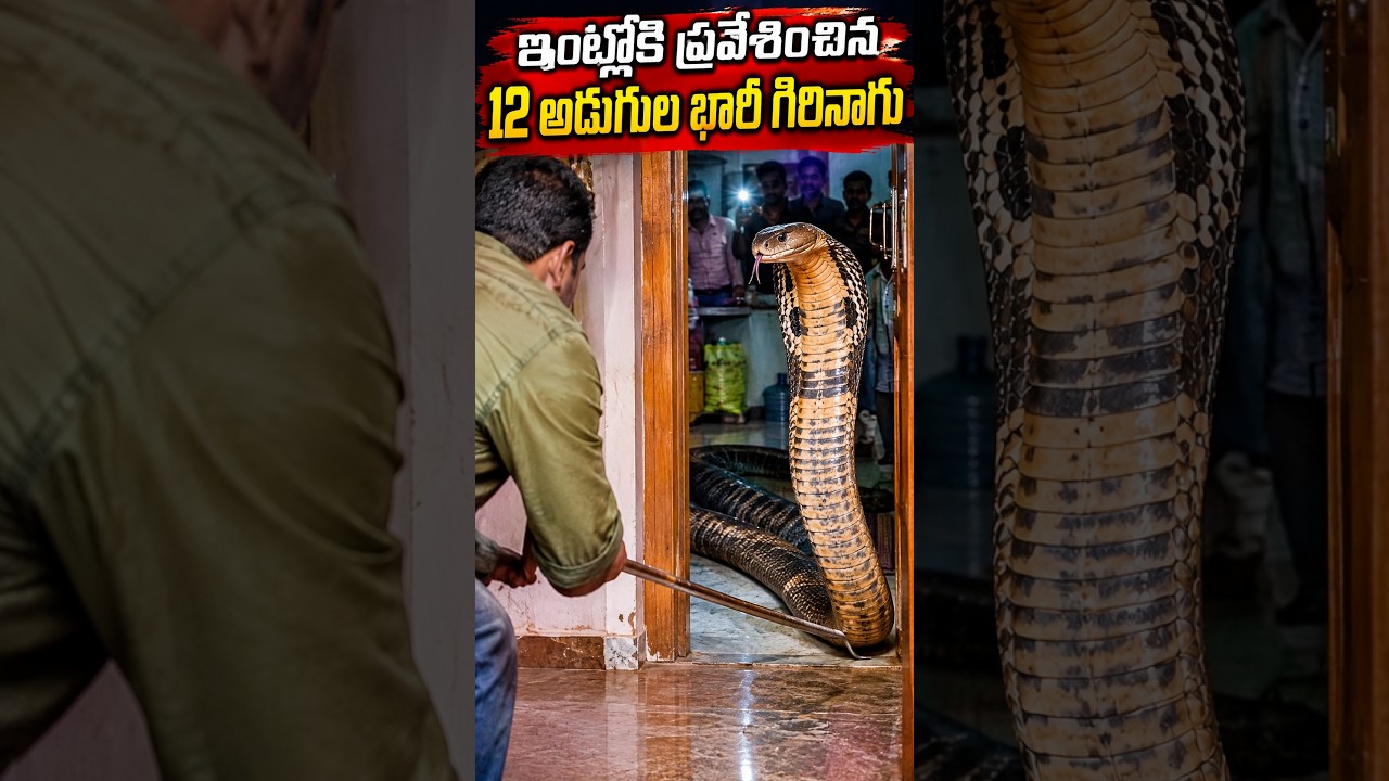 ఇంట్లోకి ప్రవేశించిన 12 అడుగుల భారీ గిరినాగు | #shorts #ytshorts #no1newstrending | No1 News Telugu