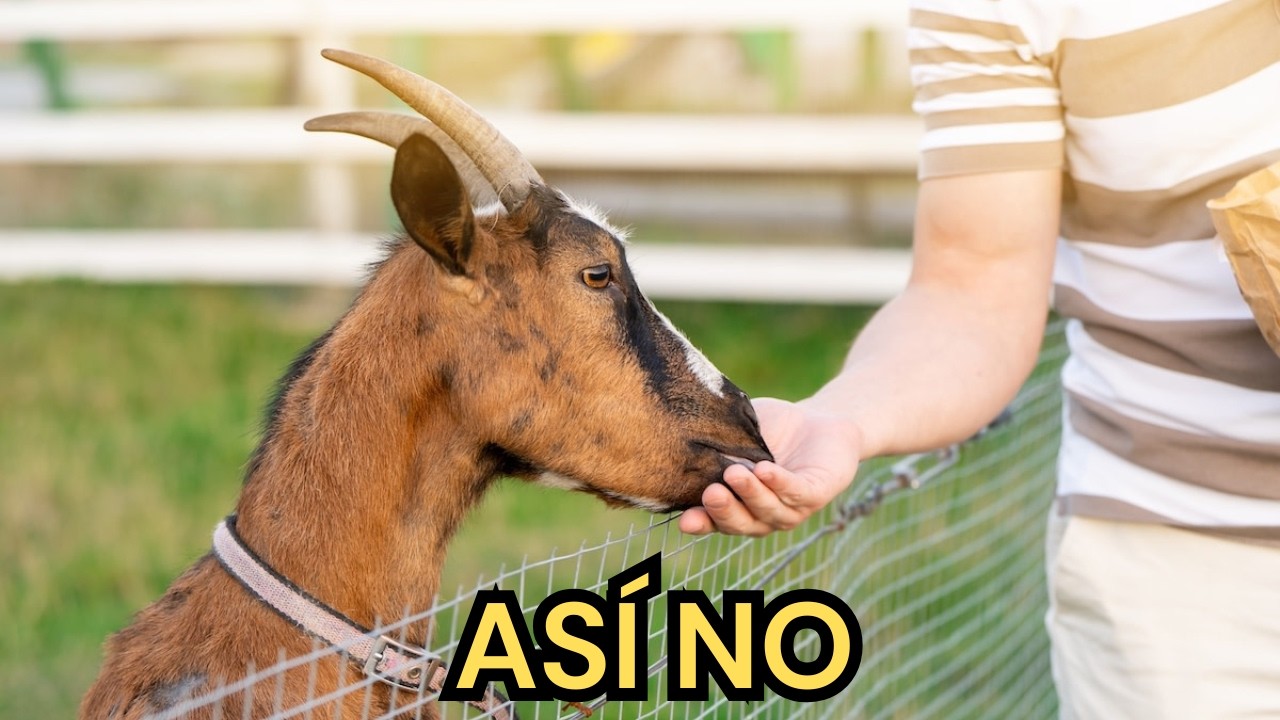 No Le Des Esto a tus Cabras  Alimentos que las Enferman