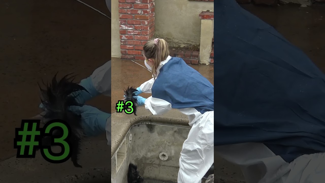 Would you dare picking up skunks like this?? 😳 Full video here: www.HopeForPaws.org ❤️❤️❤️