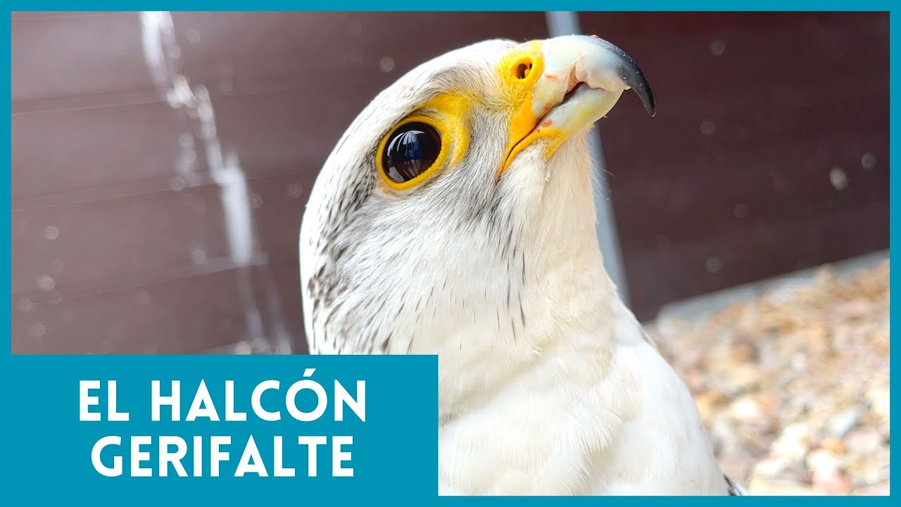 REPORTAJE HALCONES GERIFALTES COMPLETO 🦅