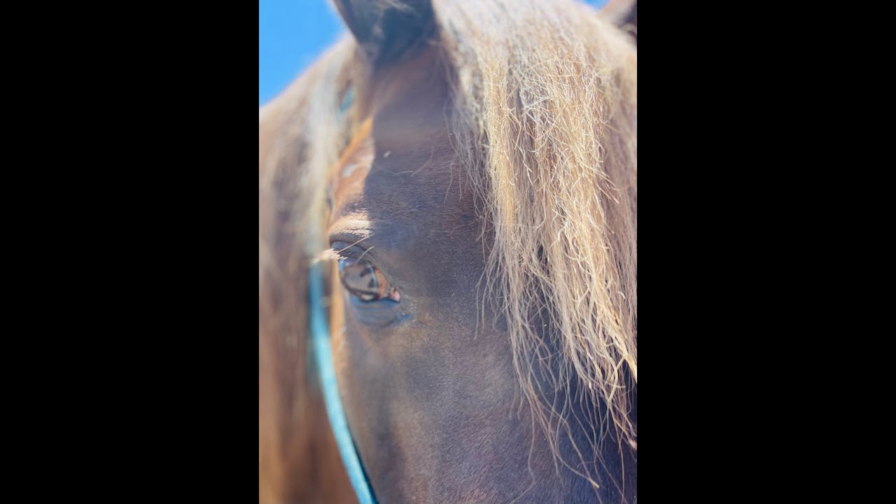 How to Deal with Hot Horses, Forward Horses, Anxious Horses -Gaited Horse Training