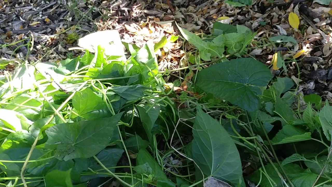 Weeds are just invasive flowers