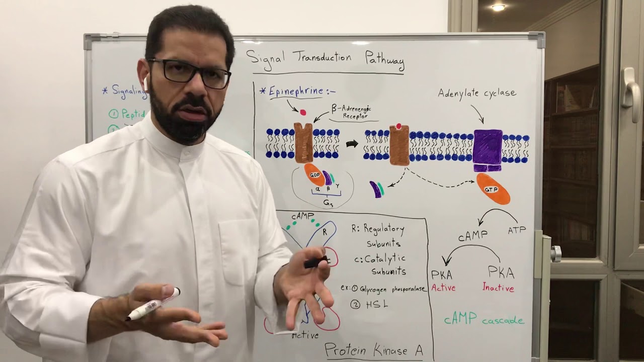 Signal Transduction Pathway (Epinephrine)