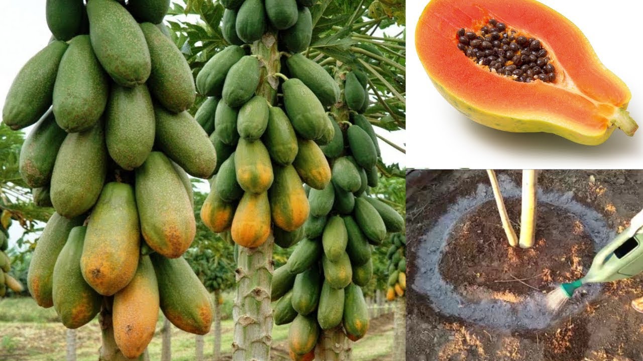 Não adube mamão antes de ver essas dicas (Como adubar mamão)
