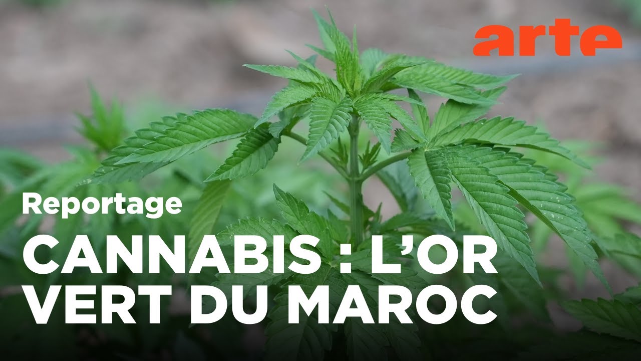 Maroc : les nouveaux rois du Rif (2022) | ARTE Reportage