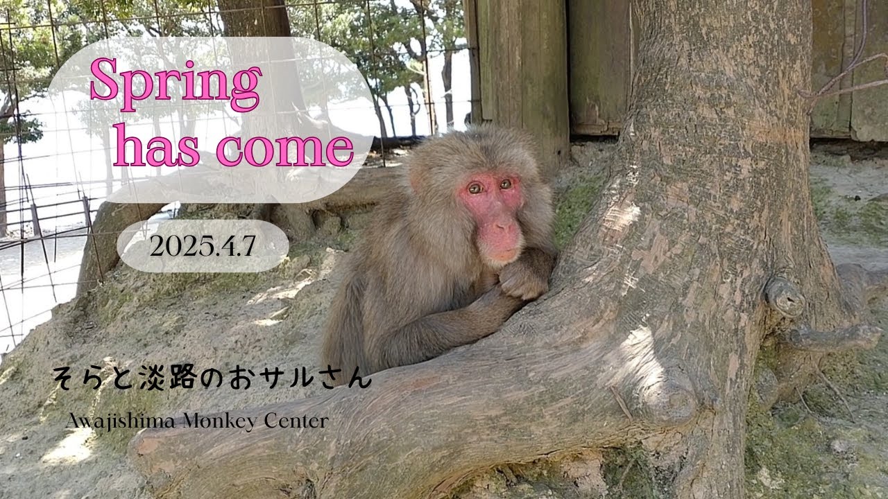 Spring has come ♡ 淡路ザル日記 2025.4.7 【淡路島モンキーセンター】