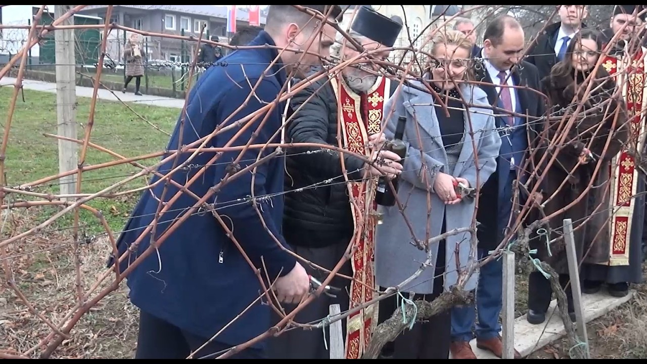 Svetog Trifuna, slavu vinogradara i vinara, u  Aleksandrovcu obeležili kao Dan Opštine