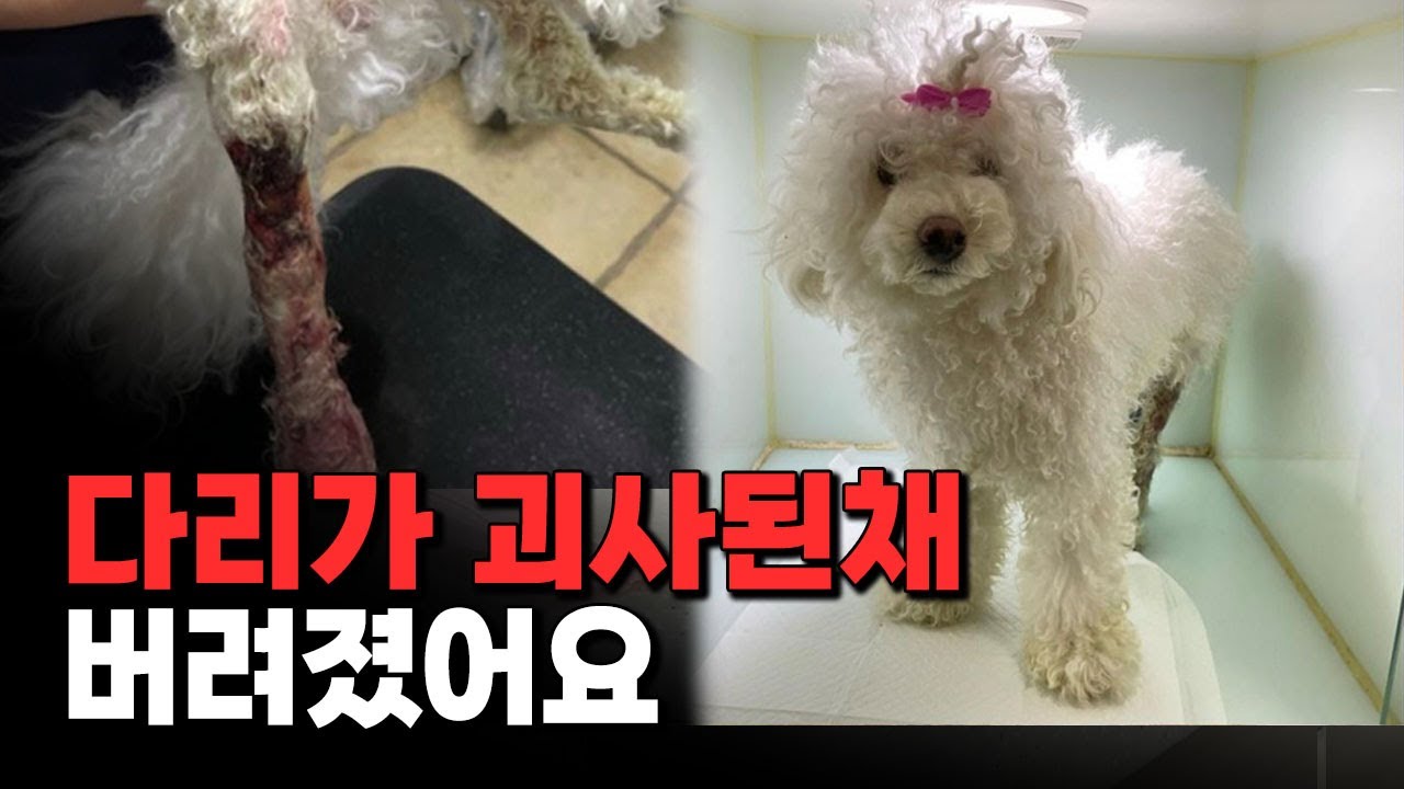 *분노주의* 다리가 괴사되고 있는 반려견을 데리고 와 돈 없으니 안락사 시켜달라네요.. 유기견 푸들 '마루'의 마음 아픈이야기