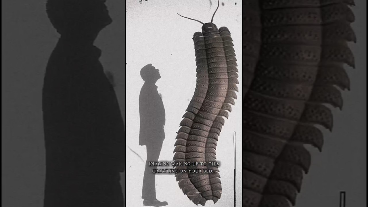 This 8ft long millipede was a nightmare... #arthropleura #insect #prehistoric #oldearth #scary