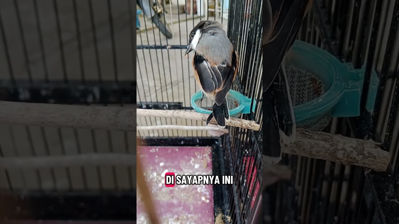 Cara membedakan cendet pastol jantan/betina