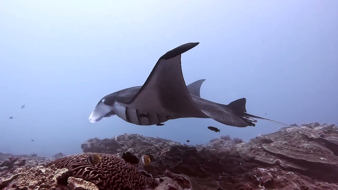 Manta Rays Jan26