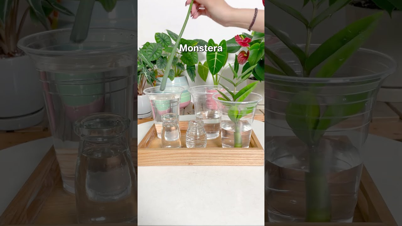 5 easy houseplants for water propagation 💧  #houseplants #plants #propagation