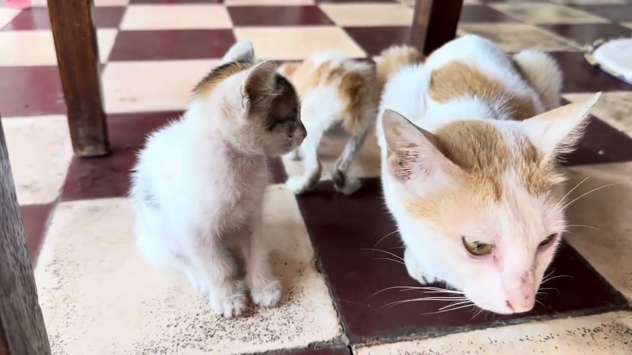 Kitty and Cat. Very cute.🥰 lovely is animals.#rabbit #cat #cute #babydog #monkey #kitten #babypet 