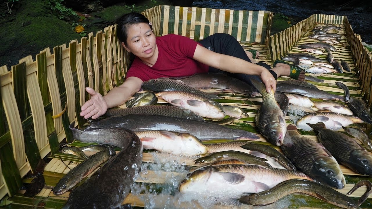 Harvesting a massive catch of fish from a traditional trap to sell at the market | Cooking