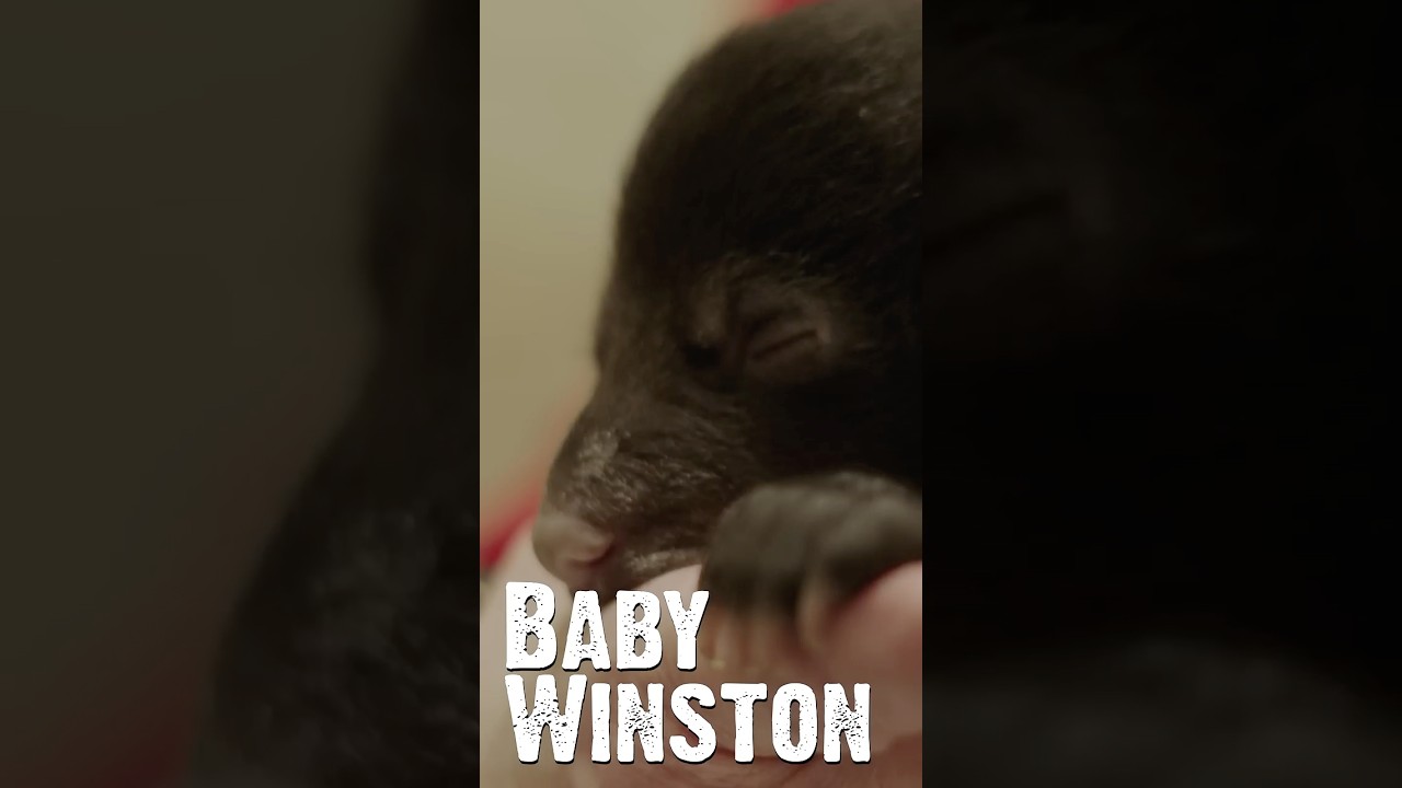 Rescued Baby Winston is on a path to a strong, healthy life! #BlackBearRescue