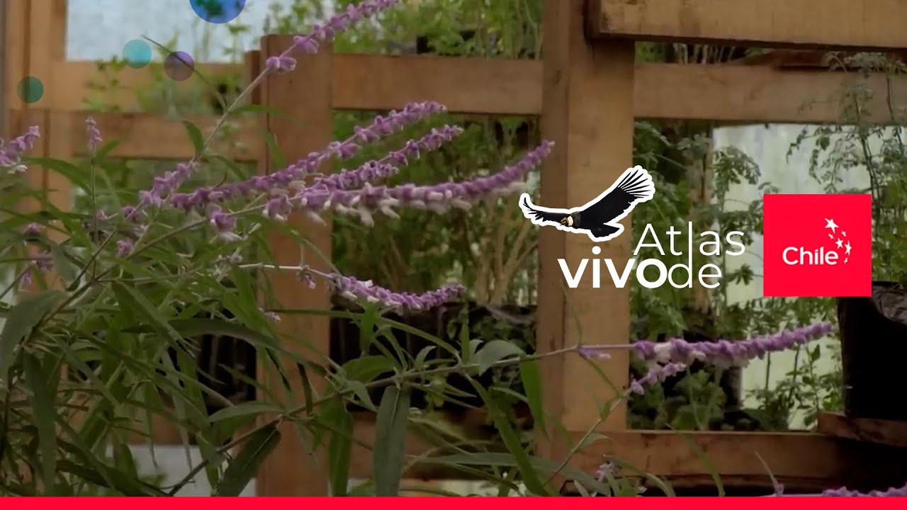 Plantas que curan 🌿 Medicina ancestral mapuche y hierbas de Chile | Atlas Vivo de Chile
