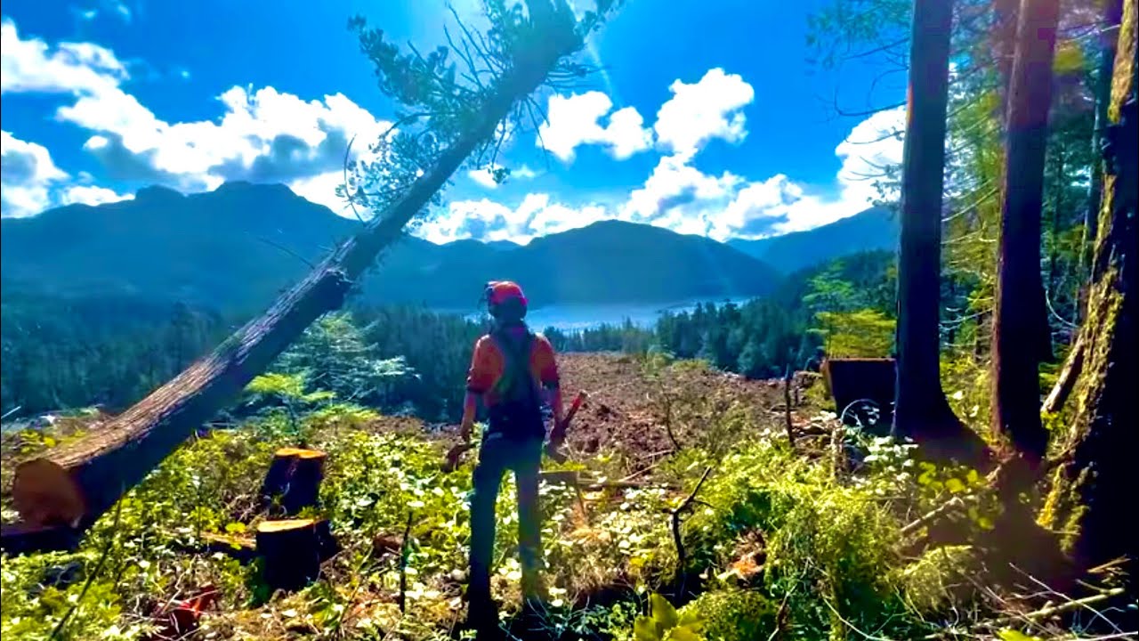 Sunny day on the West Coast | Large yellow Cedar | Multiple Hang-ups