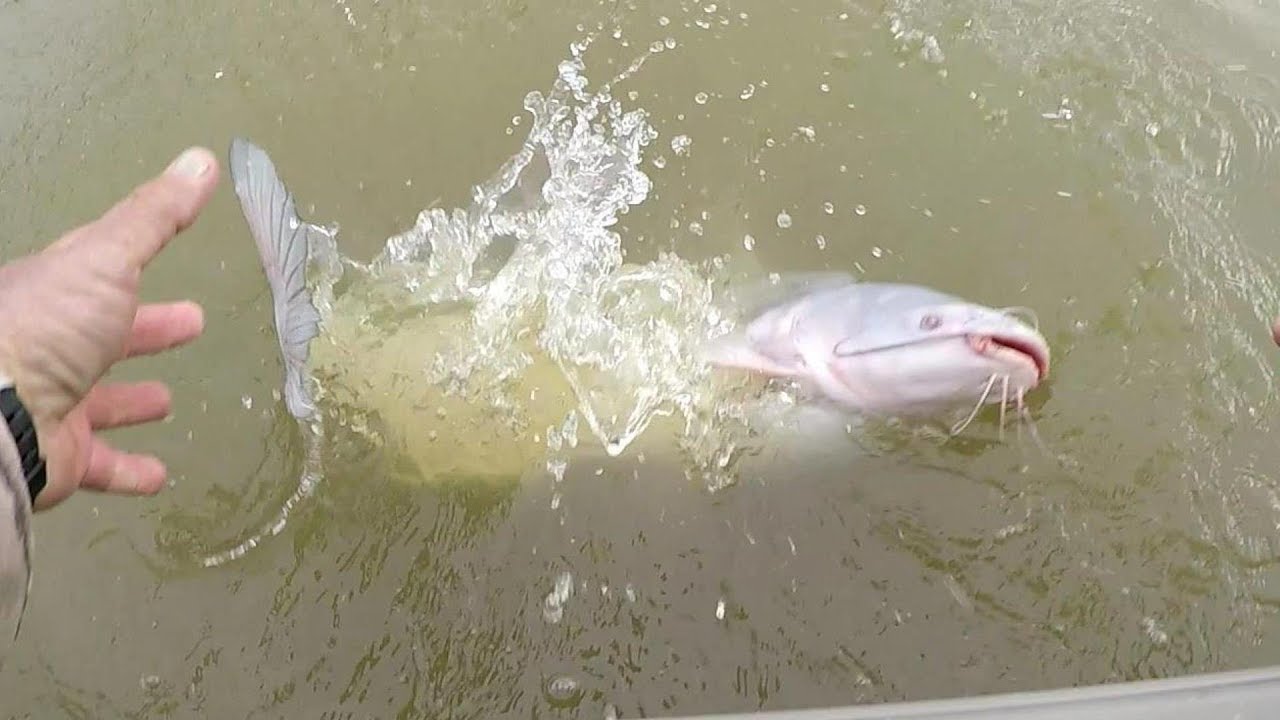 Ledge Fishing For Catfish