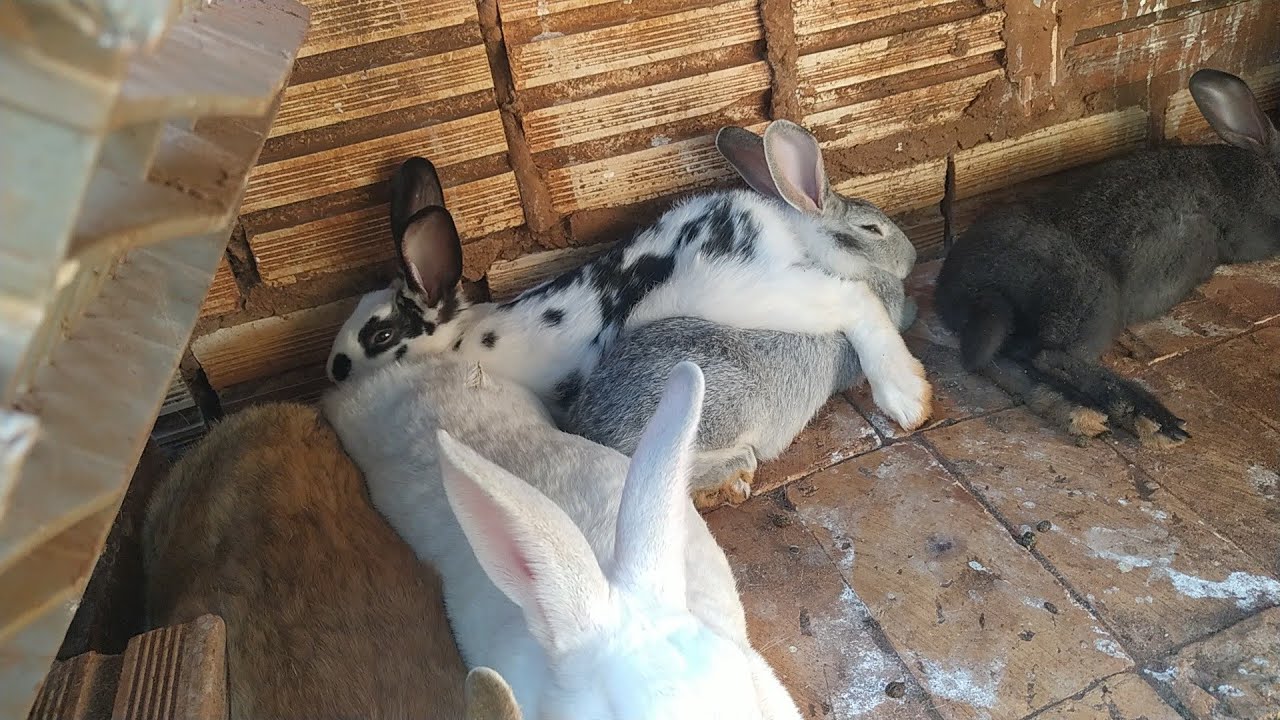 CRIAÇÃO DE COELHOS | coelhinhos com 9, 12, 13 e 14 dias