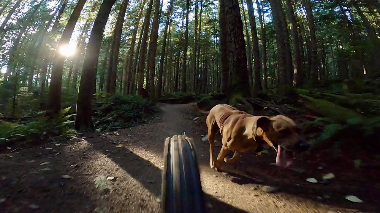 Mountain Biking with Rhodesian Ridgeback - Squamish, British Columbia