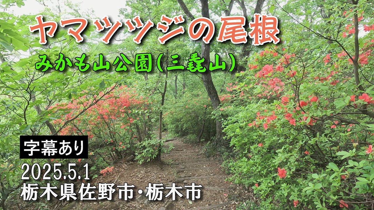 みかも山公園 (三毳山) ヤマツツジの尾根散歩 ～5月に咲くキスゲの園～ Mountain azalea and Hemerocallis : 4K // 栃木観光旅行Vlog