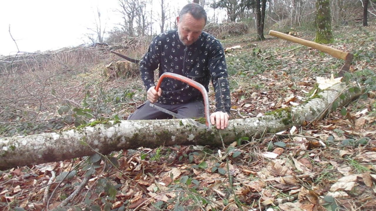 abattage d'un petit charme 01-02-2023
