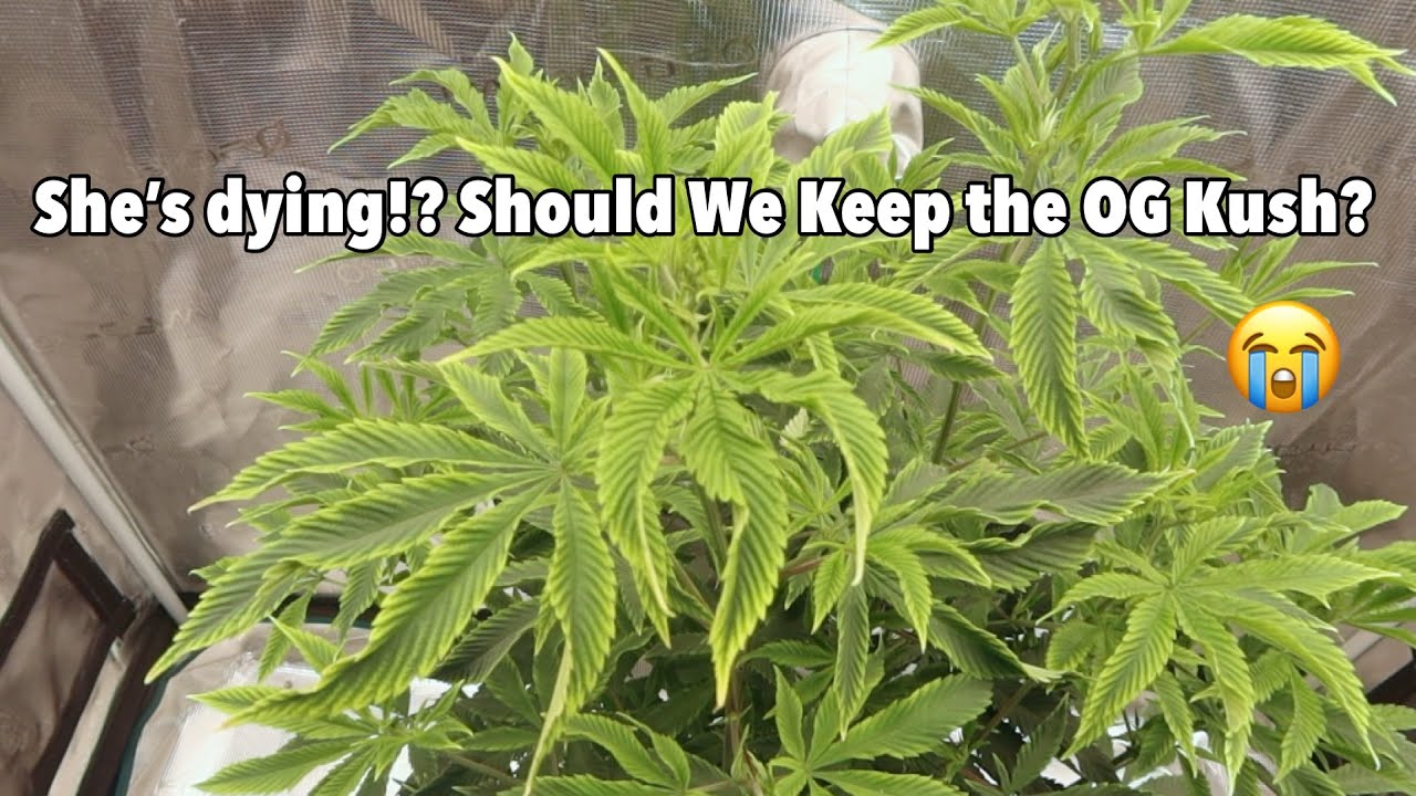 OG KUSH + Chemdog Update 🌱 Indoor Cannabis Grow | Ft. Mars Hydro