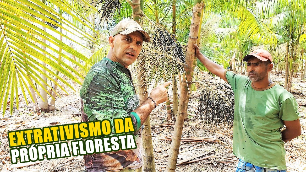 PLANTAÇÃO DE AÇAI