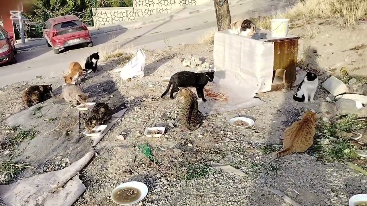 КОШКИ