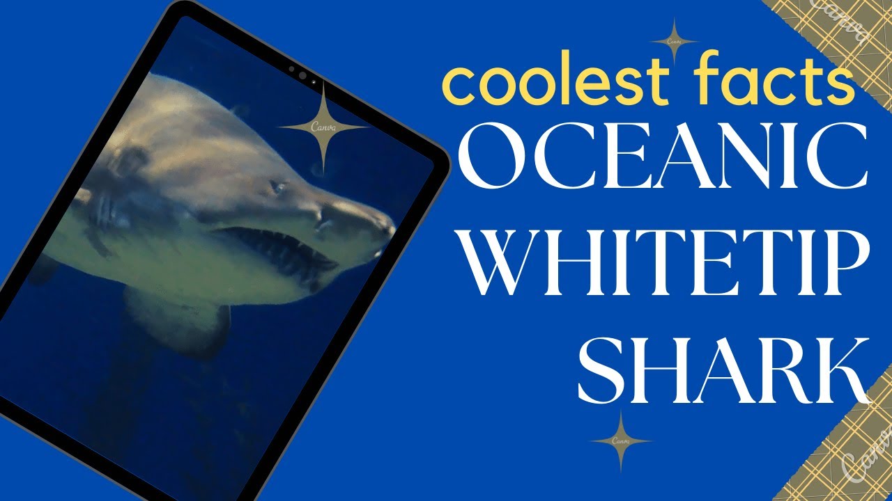 oceanic whitetip shark facts 🦈 Brown Milbert's sand bar shark 🦈 brown shark 🦈 lesser white shark