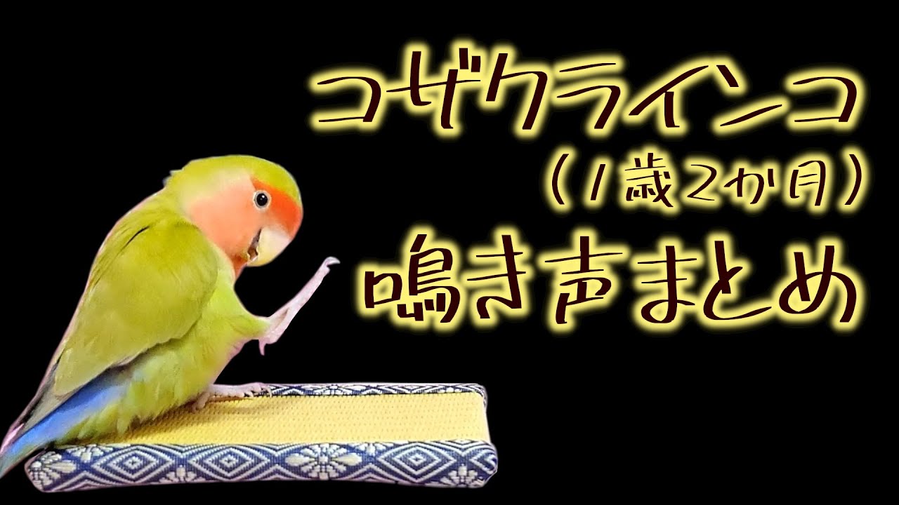 【1歳2か月】コザクラインコの鳴き声│呼び鳴き･おしゃべり