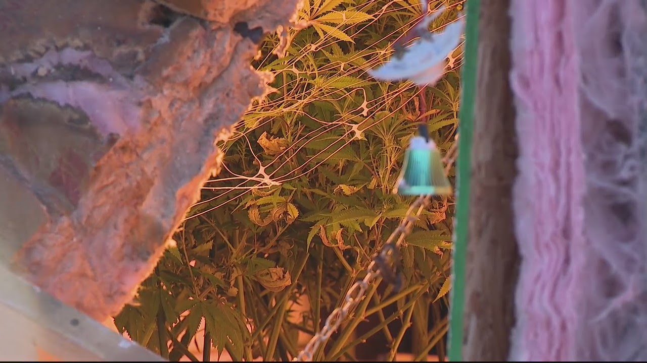 Michigan garbage truck crash reveals illegal marijuana grow operation