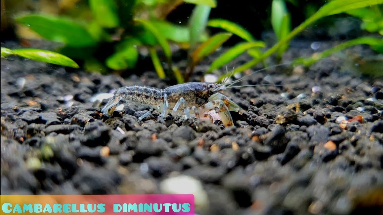 CAMBARELLUS DIMINUTUS / TODO SOBRE ESTOS CANGREJITOS