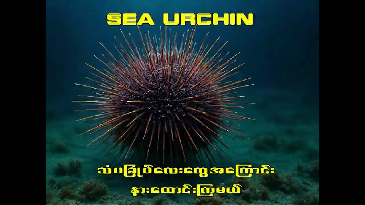 သမုဒ္ဒရာရဲ့ အလှတရားနောက်ကွယ်က ဆူးရှိတဲ့ အစောင့်အရှောက်...