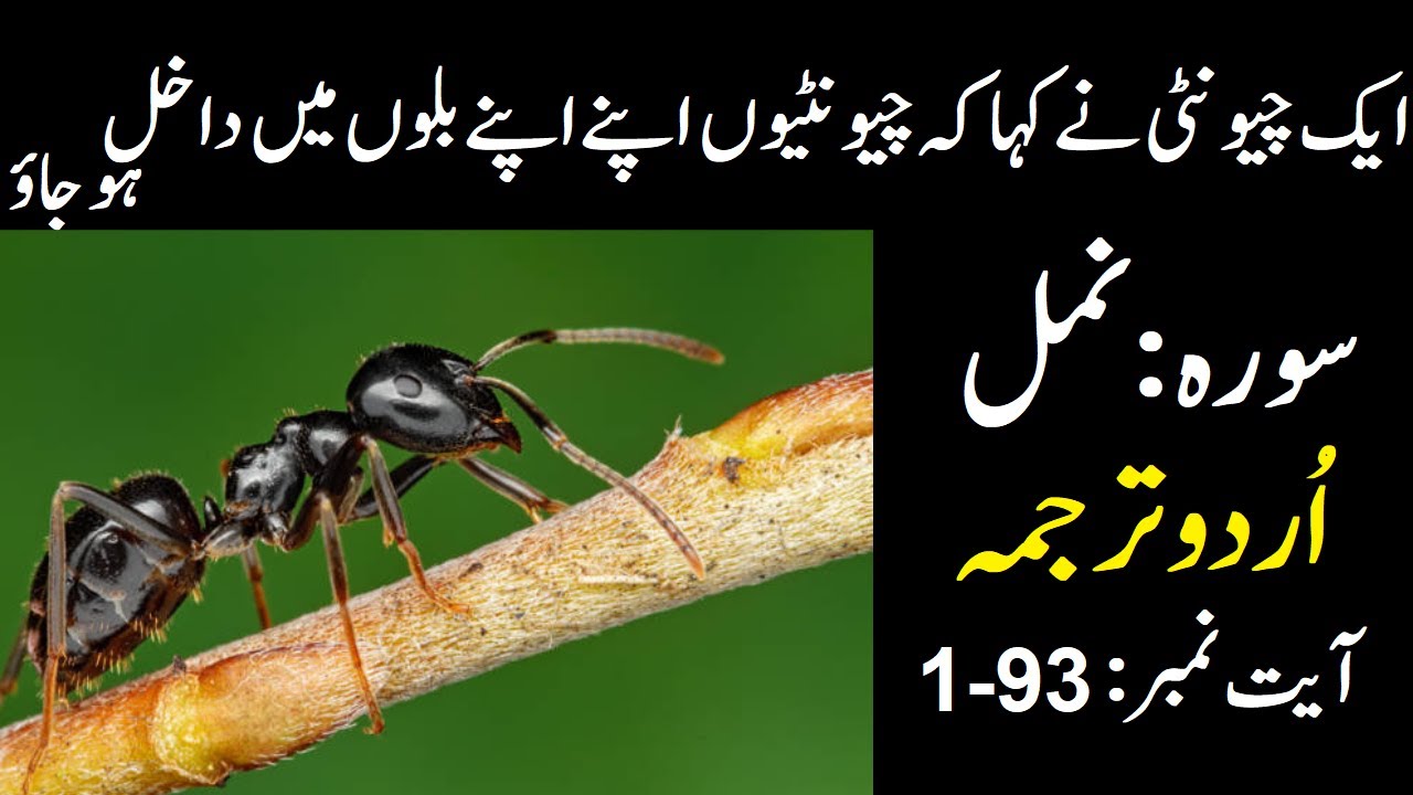 surah naml with urdu translation | quran just urdu translation | quran urdu translation