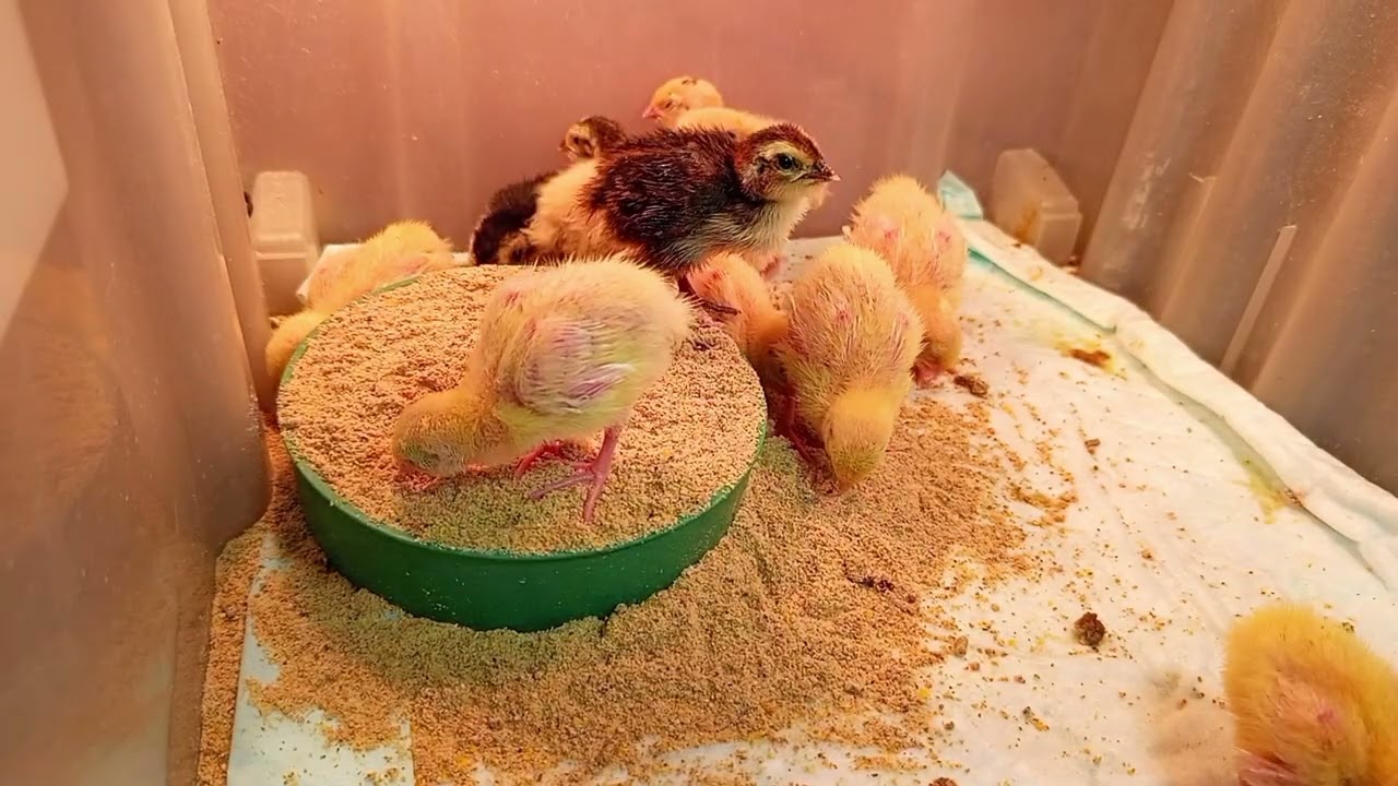 ASMRCute video from quail, little cuties🐥🐣🐤oddlysatisfaing🔥The sounds of the ASMR🔥