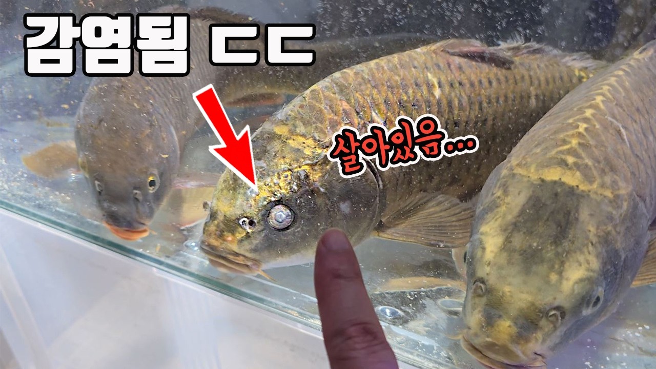 하천의 물고기들이 좀비화되면서 죽어가는 기괴한 현상! 이유는??