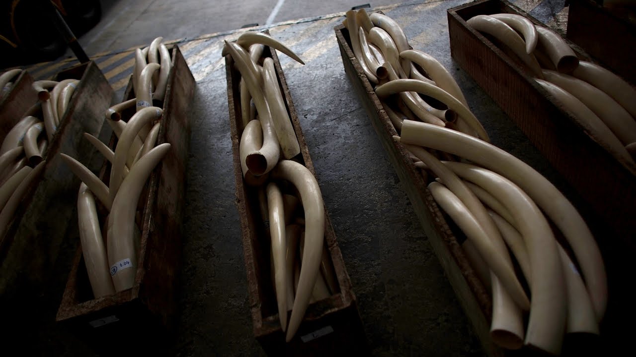 Hong Kong plans to phase out local ivory trade