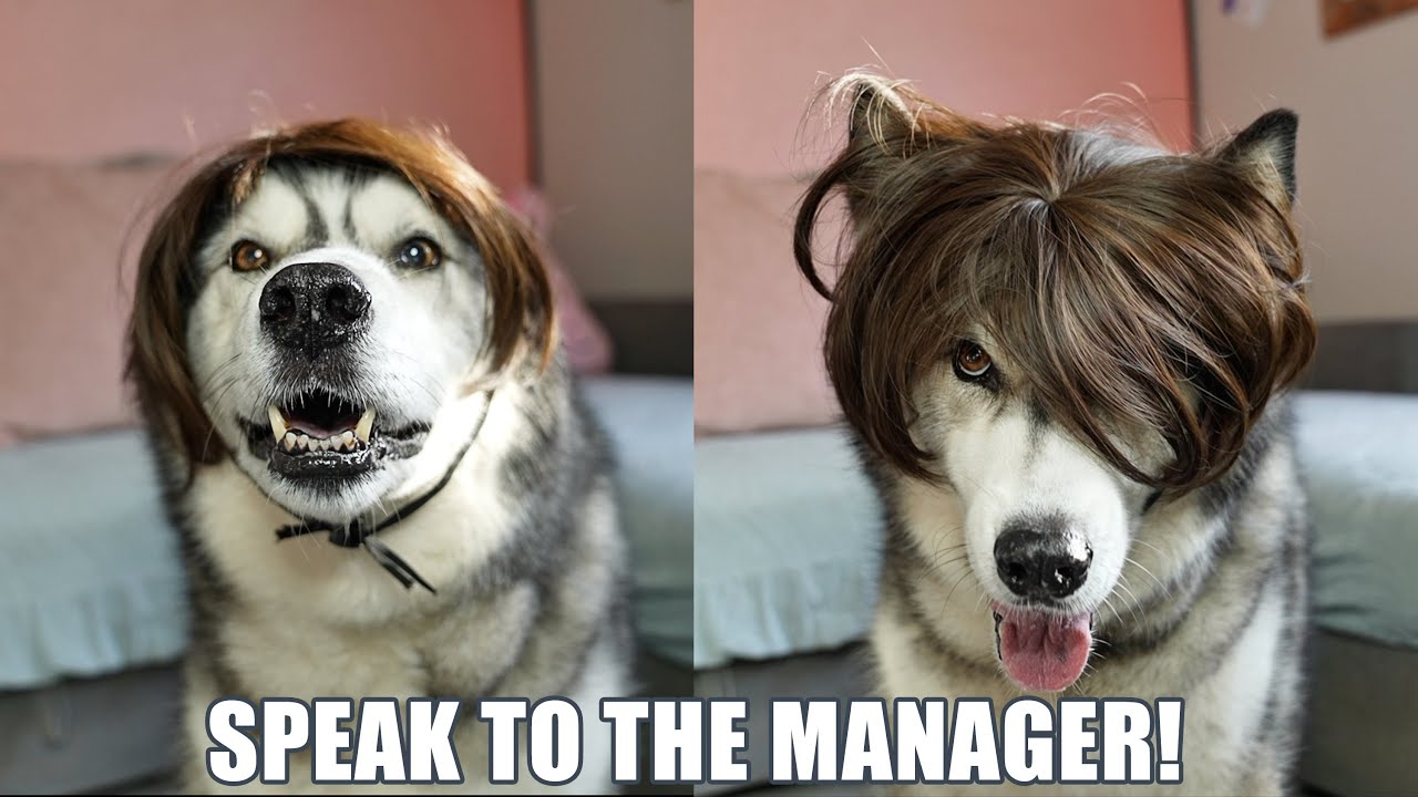 Husky Tries On WIGS & Needs To Speak To Manager!
