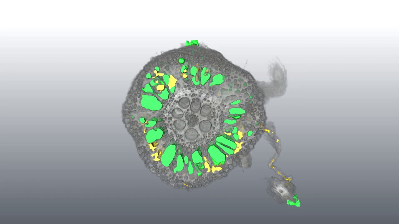 Arbuscular mycorrhiza in maize root (3D)