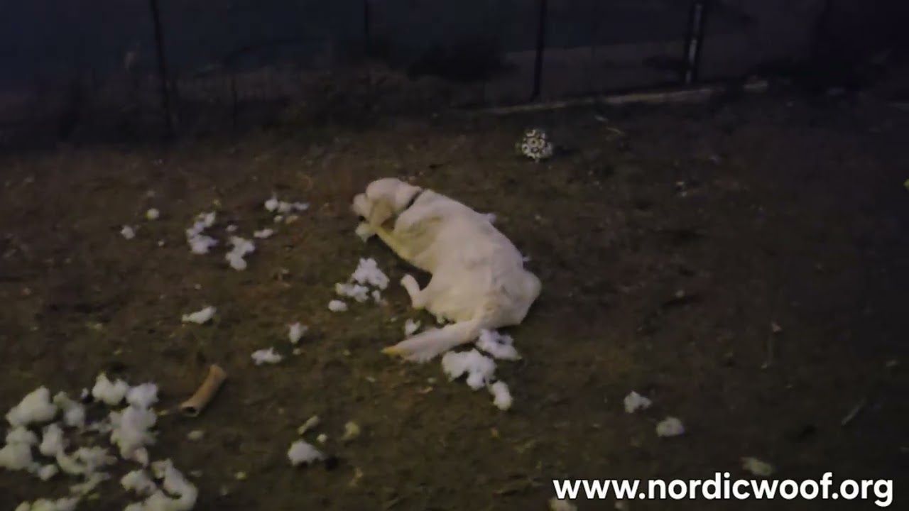 New Year's Eve around 10pm at NordicWoof