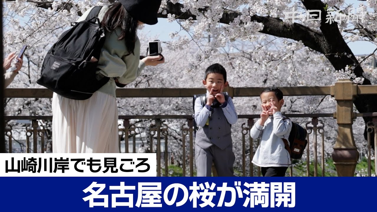 名古屋で桜満開、山崎川のソメイヨシノ600本も見頃