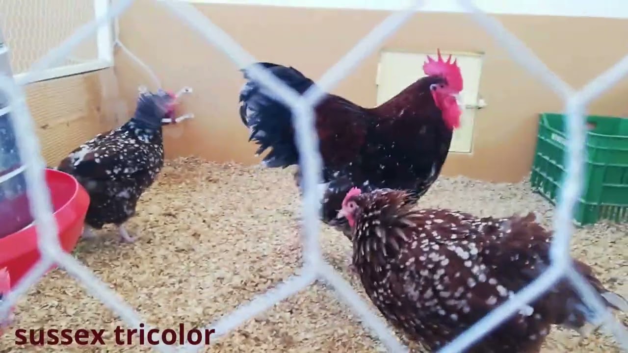 granja noumidia - sussex tricolor